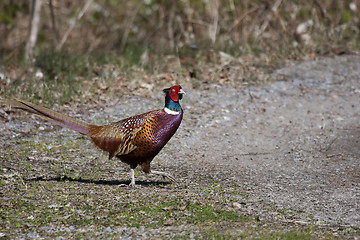 Image showing male pheasant