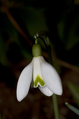 Image showing snowdrop