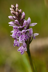 Image showing wild orchid