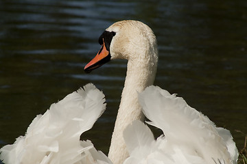 Image showing swan