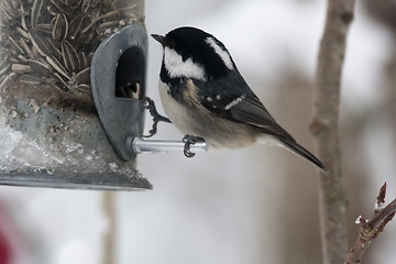 Image showing coal tit