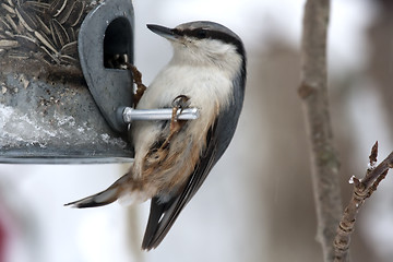 Image showing nuthatch