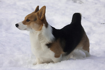 Image showing corgi in snow