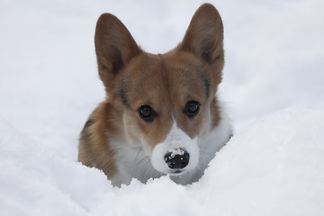 Image showing standing in snow