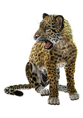 Image showing Wild Jaguar