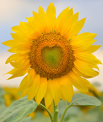 Image showing beautiful sunflower 