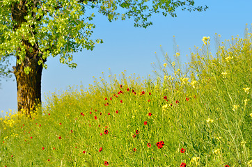 Image showing spring flowers on field