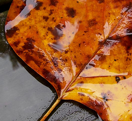 Image showing Fallen Leaf in the Rain