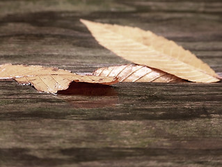 Image showing Leaf Reflection on Wood