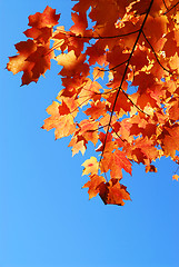 Image showing Fall maple leaves