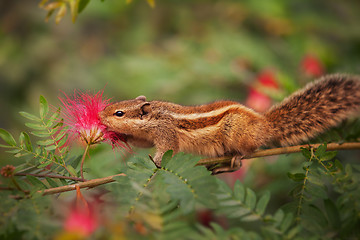 Image showing Closeup Shot of a Palm Squirrel in India