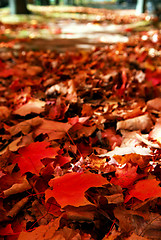 Image showing Fallen autumn leaves