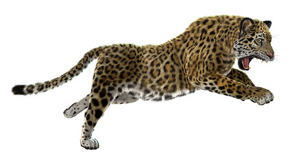 Image showing Wild Jaguar