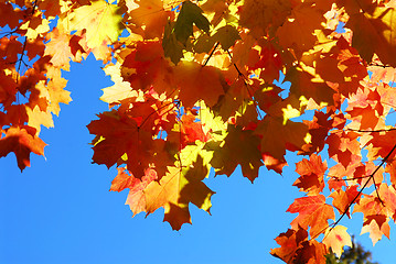 Image showing Fall maple leaves