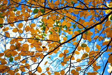 Image showing Autumn tree branches