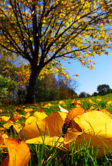 Image showing Autumn landscape