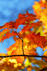 Image showing Fall oak leaves