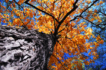 Image showing Old elm tree in the fall