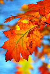 Image showing Fall oak leaves