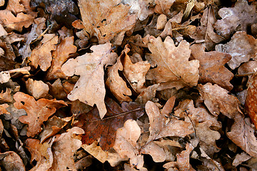 Image showing Deep pile of dead oak leaves 