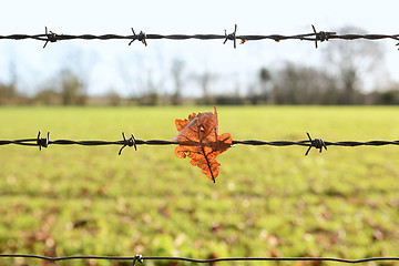 Image showing Oak leaf caught on sharp barbed wire