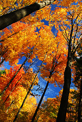 Image showing Autumn forest