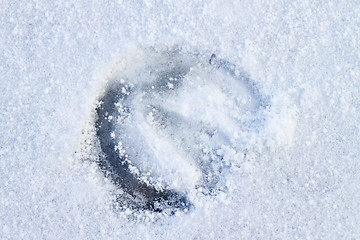 Image showing Footprint of a Horse in Snow