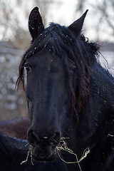 Image showing Friesian Horse