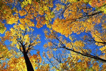 Image showing Autumn forest