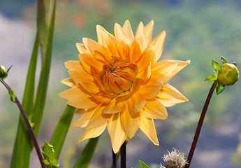Image showing Beautiful dahlia in the garden.