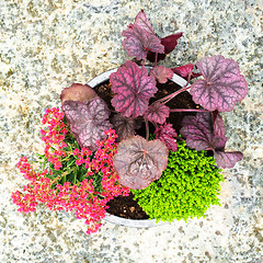 Image showing Colorful flowers and plants in a pot