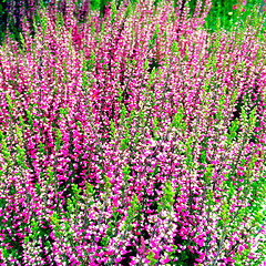 Image showing Beautiful blooming heather