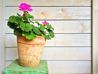 Image showing Geranium in old clay pot