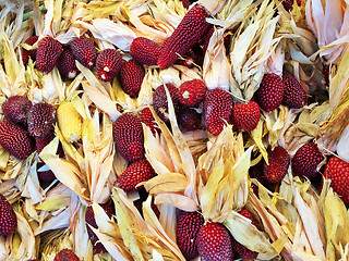 Image showing Peruvian colored corn