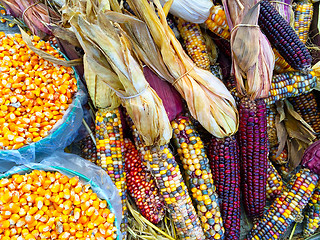 Image showing Variety of colorful corn