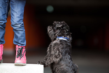 Image showing A cute miniature schnauzer begging for treats