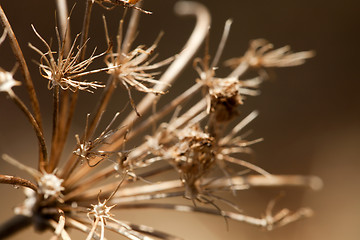Image showing Dried Flower Macro