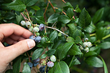 Image showing Hand Picked Blueberries