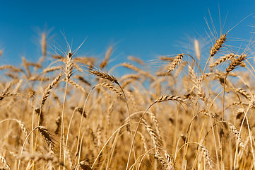 Image showing Golden wheat