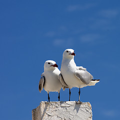 Image showing Two Seagulls