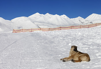 Image showing Dog resting on snow at nice sun day