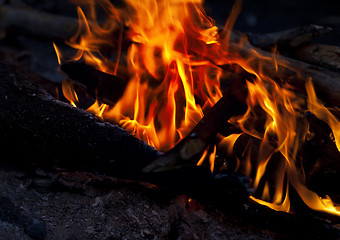 Image showing Campfire in forest at night