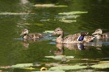 Image showing duck family