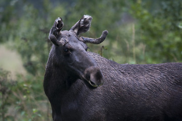 Image showing moose