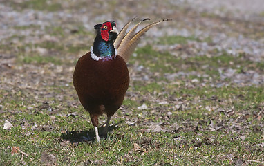 Image showing pheasant