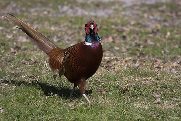 Image showing male pheasant