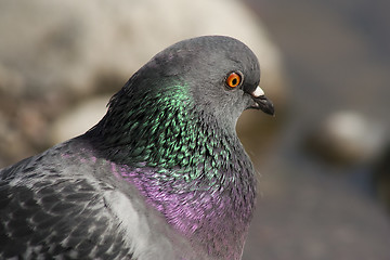 Image showing common dove