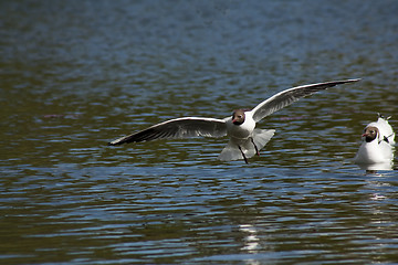 Image showing flying gull