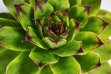 Image showing Succulent