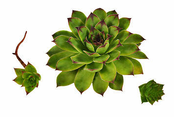 Image showing Succulent